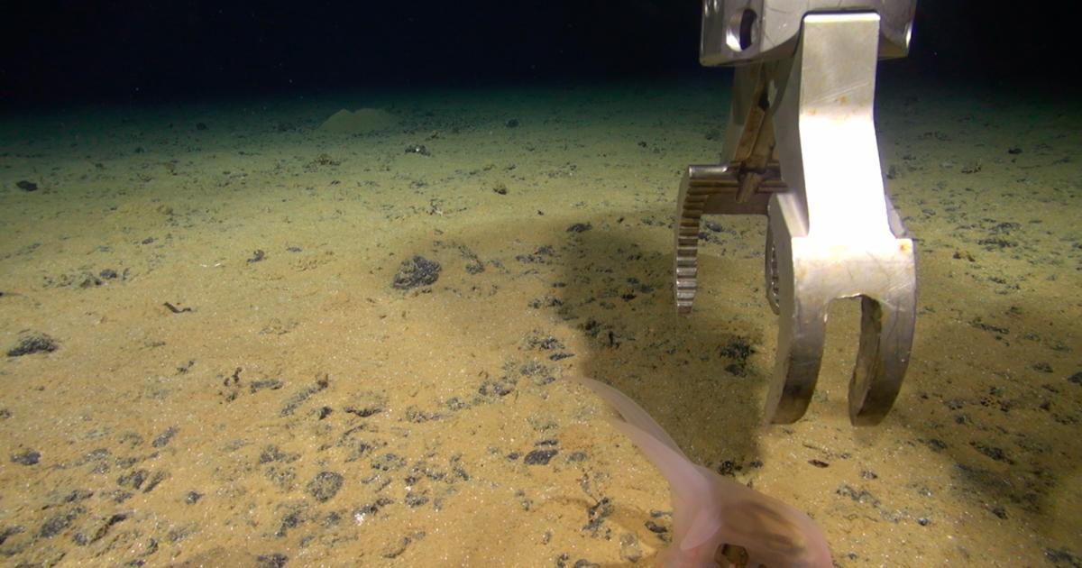 في قاع المحيط الهادئ.. اكتشاف في قاع المحيط الهادئ.. اكتشاف