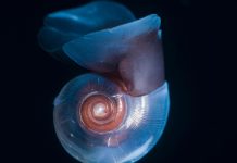 مهندسو الكربون الصغار ودورهم في مناخ الأرض مهندسو الكربون الصغار ودورهم في مناخ الأرض