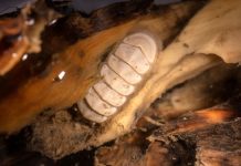 آلاف يساهمون في تسمية مخلوق غريب من المحيط آلاف يساهمون في تسمية مخلوق غريب من المحيط