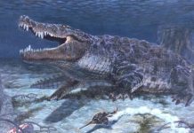 إعادة بناء هيكل تمساح قاتل الديناصورات بالحجم الطبيعي إعادة بناء هيكل تمساح قاتل الديناصورات بالحجم الطبيعي