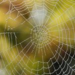 بيت العنكبوت.. علماء يحددون السر الجزيئي للخيوط العجيبة بيت العنكبوت.. علماء يحددون السر الجزيئي للخيوط العجيبة