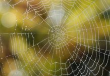 بيت العنكبوت.. علماء يحددون السر الجزيئي للخيوط العجيبة بيت العنكبوت.. علماء يحددون السر الجزيئي للخيوط العجيبة