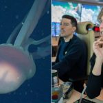 كيف تفاعل المغرّدون مع ظهور “قنديل بحجم باص” في الأرجنتين؟ كيف تفاعل المغرّدون مع ظهور "قنديل بحجم باص" في الأرجنتين؟