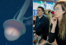 كيف تفاعل المغرّدون مع ظهور “قنديل بحجم باص” في الأرجنتين؟ كيف تفاعل المغرّدون مع ظهور "قنديل بحجم باص" في الأرجنتين؟