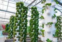 اكتشاف الآلية العجيبة لنباتات “تهزم” موتها الوراثي اكتشاف الآلية العجيبة لنباتات "تهزم" موتها الوراثي