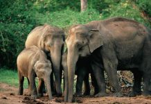 فيلة تقتحم قرية شرق الهند وتقتل 6 أشخاص فيلة تقتحم قرية شرق الهند وتقتل 6 أشخاص