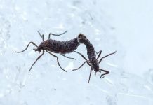 حشرة جليدية تكشف أزمة البلاستيك في الكوكب حشرة جليدية تكشف أزمة البلاستيك في الكوكب