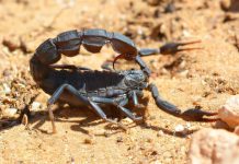 وسط المغرب.. إحدى أشد بؤر العقارب السامة عالميا وسط المغرب.. إحدى أشد بؤر العقارب السامة عالميا