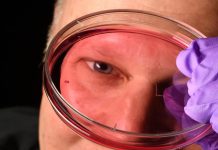 “سر رؤية البشر الحادة.. اكتشاف ثوري يعيد كتابة قصة العين "سر رؤية البشر الحادة.. اكتشاف ثوري يعيد كتابة قصة العين