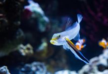 سمكة صغيرة تنجح في اختبار المرآة وتربك العلماء سمكة صغيرة تنجح في اختبار المرآة وتربك العلماء