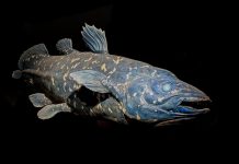 “أنواع لازاروس”.. عندما يخطئ العلماء في إعلان الانقراض "أنواع لازاروس".. عندما يخطئ العلماء في إعلان الانقراض