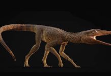 تمساح غالاهاد عاش قبل 215 مليون سنة على اليابسة تمساح غالاهاد عاش قبل 215 مليون سنة على اليابسة