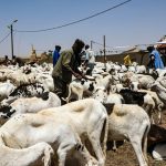 الجزائر تعلن مناقصة لاستيراد مليون رأس من الأغنام من موريتانيا الجزائر تعلن مناقصة لاستيراد مليون رأس من الأغنام من موريتانيا