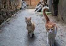 القطط تمتلك 7 أرواح وتخالف قوانين نيوتن القطط تمتلك 7 أرواح وتخالف قوانين نيوتن