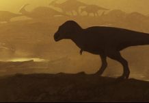 “جد تي ريكس”.. عظمة عمرها 74 مليون عام تكشف وحشا أسطوريا "جد تي ريكس".. عظمة عمرها 74 مليون عام تكشف وحشا أسطوريا