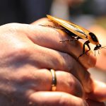 حب من أول قضمة.. قصة ولاء شرسة في عالم الحشرات حب من أول قضمة.. قصة ولاء شرسة في عالم الحشرات