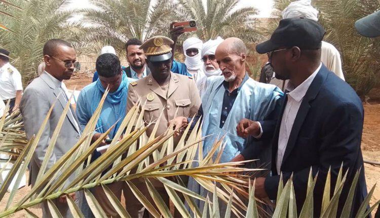 تجكجة: إطلاق حملة لمكافحة آفات النخيل تجكجة: إطلاق حملة لمكافحة آفات النخيل