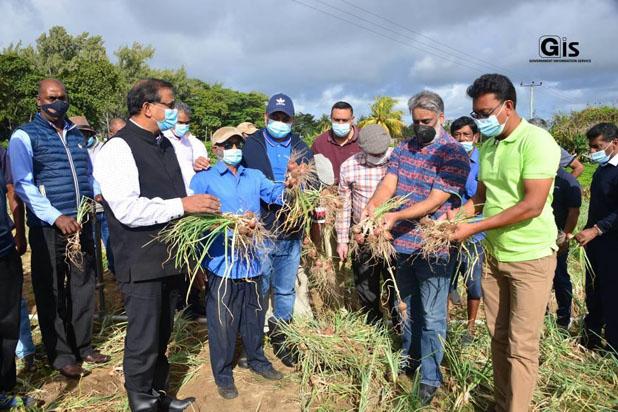 Onion Harvest Season 2021: Minister Gobin announces liberalisation of prices of local onions “Toupie” Onion Harvest Season 2021: Minister Gobin announces liberalisation of prices of local onions “Toupie”