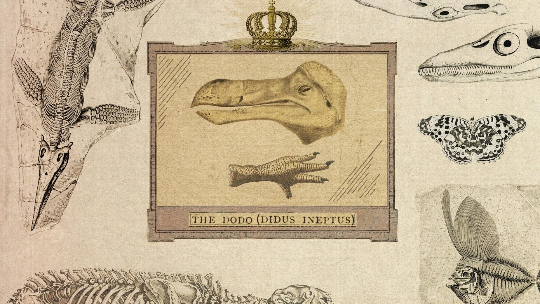 This dodo died in mysterious circumstances centuries ago, but the environment still faces the same threats This dodo died in mysterious circumstances centuries ago, but the environment still faces the same threats