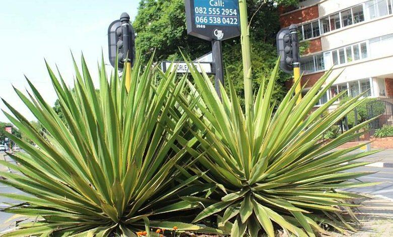 The Mauritius hemp and all about it The Mauritius hemp and all about it