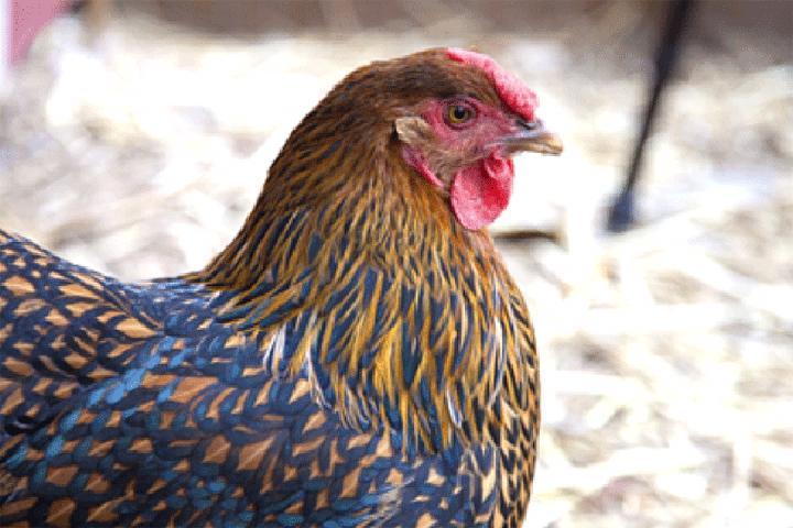 Bird flu kills 100,000 hens at Czech farm Bird flu kills 100,000 hens at Czech farm