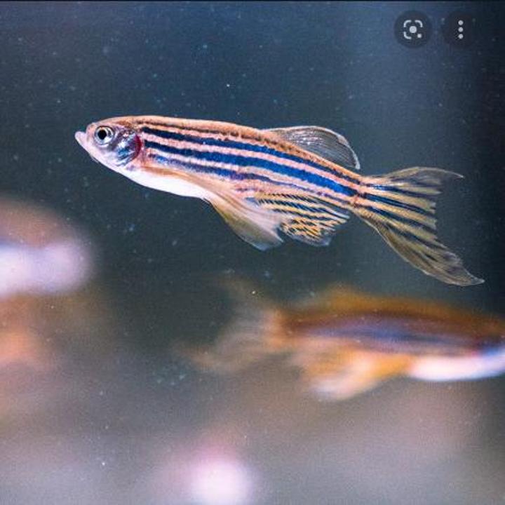 Zebrafish research reveals green rooibos tea’s anxietybusting
