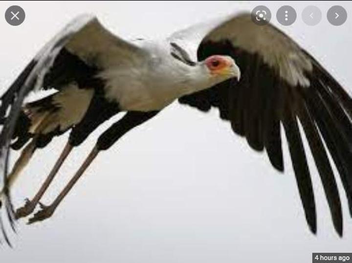 Drastic decline in Kenyan birds of prey has scientists worried Drastic decline in Kenyan birds of prey has scientists worried