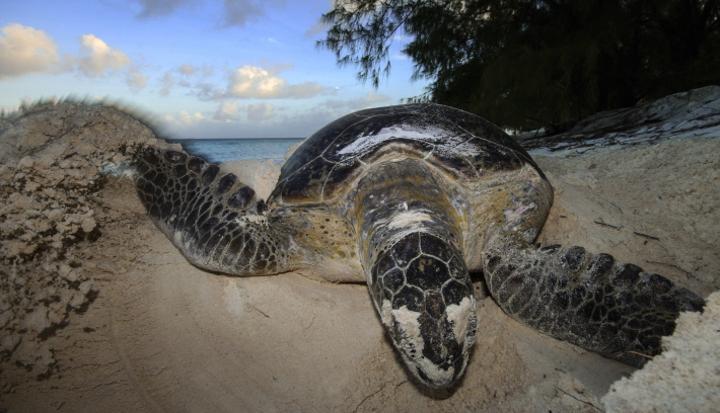 Green turtle population recovery at Aldabra continues after 50 years of protection Green turtle population recovery at Aldabra continues after 50 years of protection