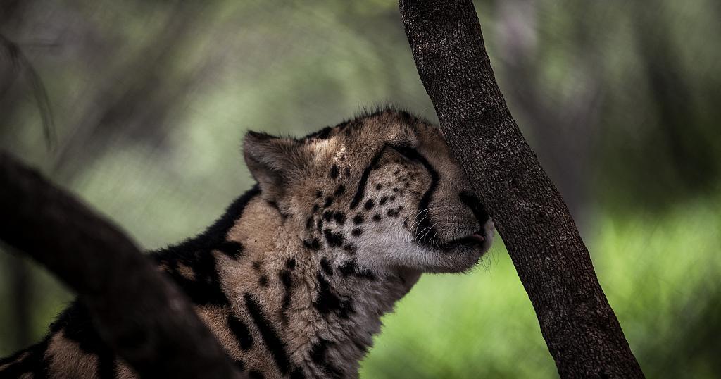 Cheetahs endangered in horn of Africa due to smuggling Cheetahs endangered in horn of Africa due to smuggling