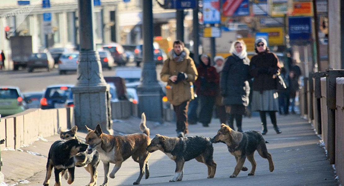are-stray-dogs-a-problem-mauritius