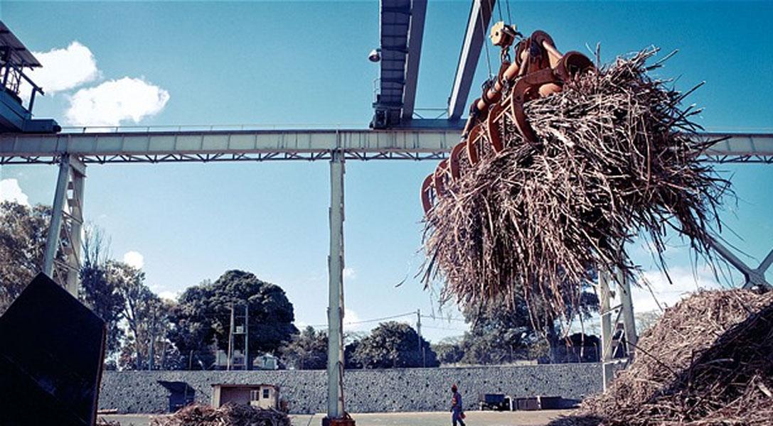 Never Ending Struggle for small sugarcane planters Never Ending Struggle for small sugarcane planters