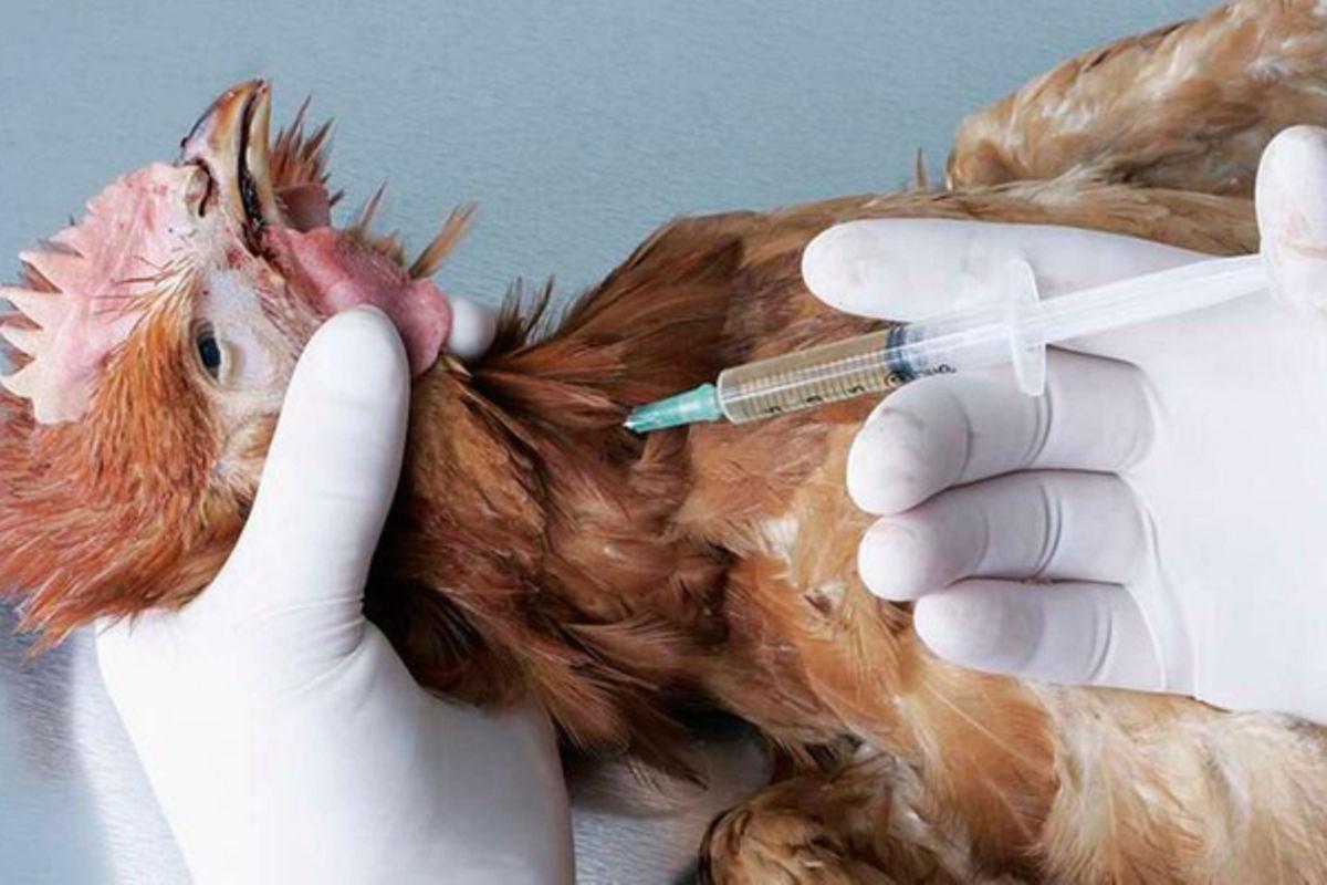 How to produce safe chicken meat, eggs How to produce safe chicken meat, eggs