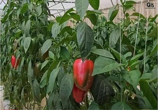 Sheltered Farming/Hydroponics Boosting innovative and climate resilient agricultural systems across Mauritius Sheltered Farming/Hydroponics Boosting innovative and climate resilient agricultural systems across Mauritius