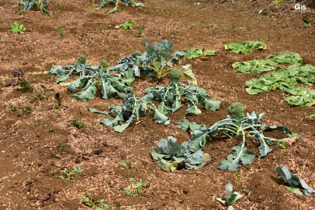 Ten cooperative societies to receive Rs 100,000 grant each to embark upon zero budget natural farming Ten cooperative societies to receive Rs 100,000 grant each to embark upon zero budget natural farming