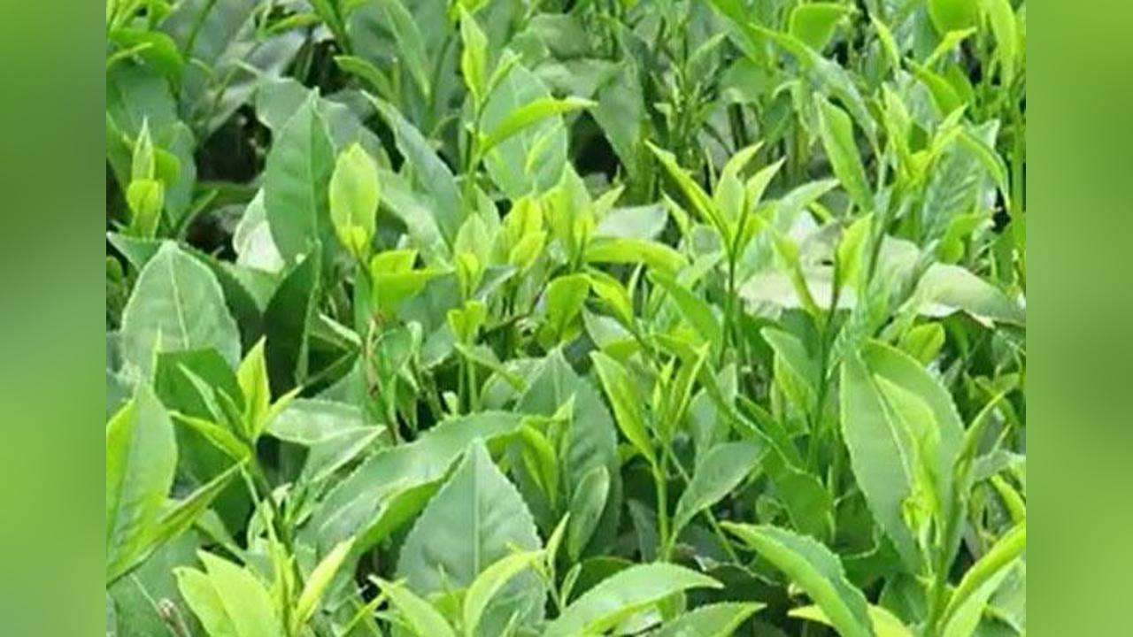 Tea Sector: Introduction of a Winter Allowance to compensate the shortfall in production of tea leaves during winter period Tea Sector: Introduction of a Winter Allowance to compensate the shortfall in production of tea leaves during winter period