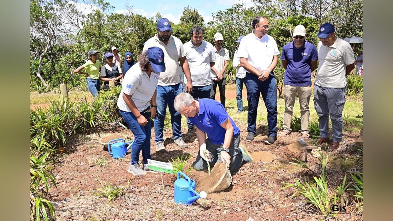 Mauritius Ridge to Reef project: 500 trees planted to increase native and endemic tree cover in Pétrin Mauritius Ridge to Reef project: 500 trees planted to increase native and endemic tree cover in Pétrin
