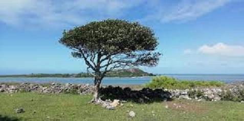 «Mauritius has one of the most threatened island flora in the world» «Mauritius has one of the most threatened island flora in the world»