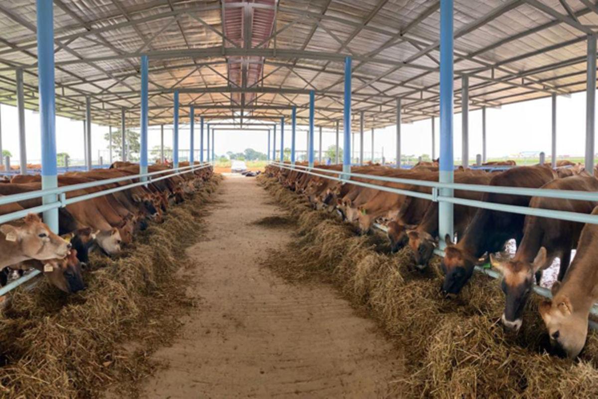 Tips on dealing with tough animal disease Tips on dealing with tough animal disease