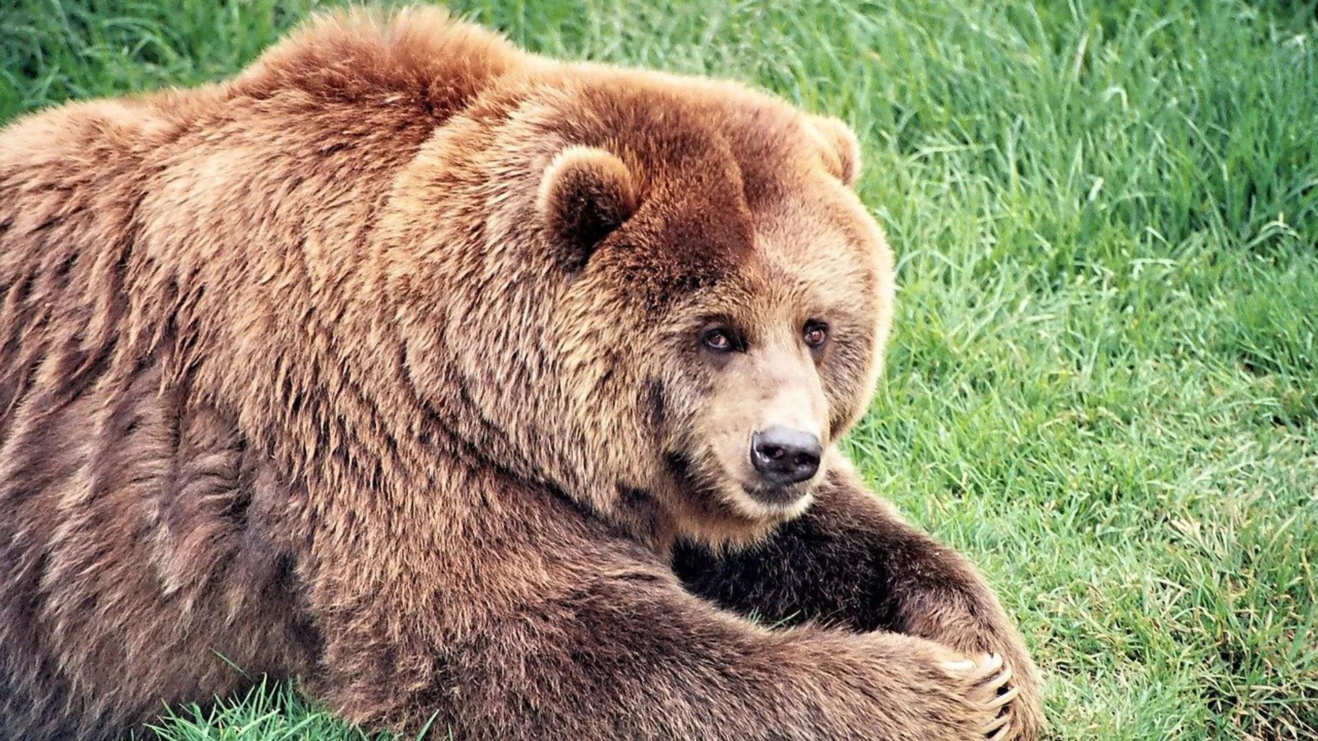 Bear Facts About How Hibernating Grizzlies Can Prevent Deadly Blood Clots Bear Facts About How Hibernating Grizzlies Can Prevent Deadly Blood Clots