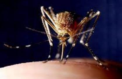 Elevated dengue fever activity reported in multiple areas, especially Mauritius island, through July Elevated dengue fever activity reported in multiple areas, especially Mauritius island, through July