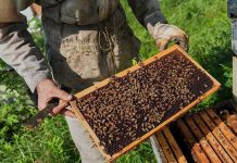 Scientists say warming climate is putting bees at risk Scientists say warming climate is putting bees at risk