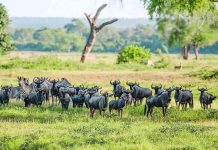 Crossing Borders for Conservation in Southern Africa Crossing Borders for Conservation in Southern Africa