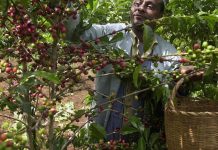 Ethiopian Coffee Exports Earn Over $500 Million Ethiopian Coffee Exports Earn Over $500 Million