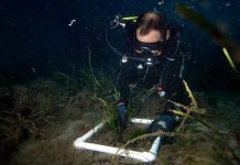 Coral Reefs in Crisis: Is There Still a Way Back? Coral Reefs in Crisis: Is There Still a Way Back?