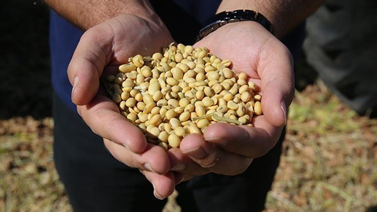 Soybeans have Become the New Frontier in Us-China Trade Wars Soybeans have Become the New Frontier in Us-China Trade Wars