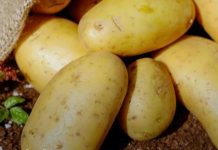 Crop Diversification Strengthen Mauritius’ Food Security Crop Diversification Strengthen Mauritius’ Food Security