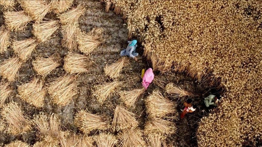 Wheat May Need More Water During Future Heat Waves Wheat May Need More Water During Future Heat Waves