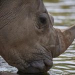 Singapore Seizes Record Rhinoceros Horns Worth $800K Singapore Seizes Record Rhinoceros Horns Worth $800K