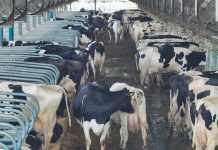 Factory Farming in Africa and Development Banks’ Role Factory Farming in Africa and Development Banks' Role