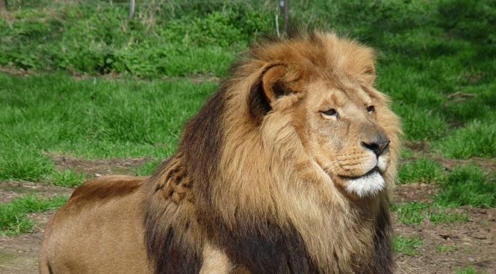 Lion DNA helps convict poachers for first time Lion DNA helps convict poachers for first time